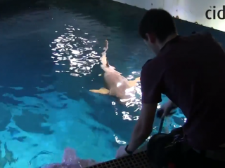 Etienne, soigneur en aquarium nourrit à la pince les requins blancs