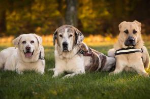 Métiers du chien : la pension canine a la cote