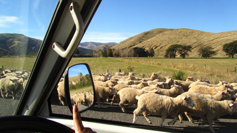 Moutons Nouvelle-Zélande