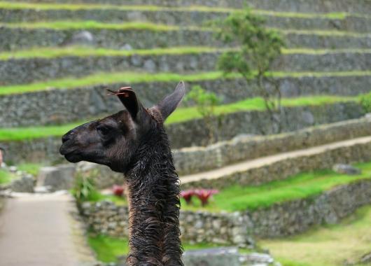 PVT : 300 visas bientôt accessibles pour le Pérou !
