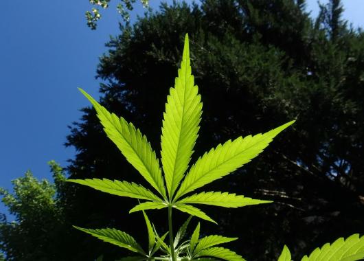 Vous connaissez le HHC, ce cannabis de synthèse désormais interdit ?