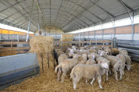 Contrôleur / Contrôleuse de performance en élevage