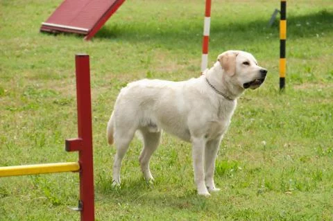 Educateur canin / Educatrice canine