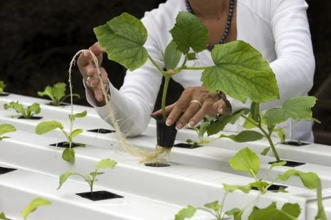 Ingénieur / Ingénieure agronome