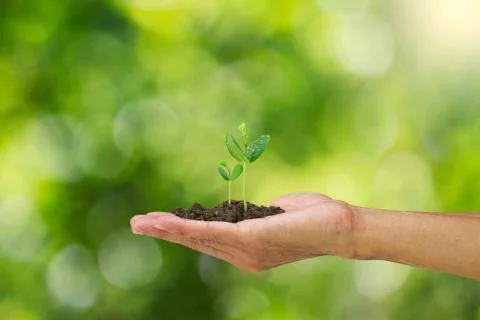 Conseiller / Conseillère en phytothérapie