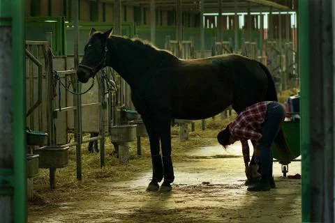 Palefrenier soigneur / Palefrenière soigneuse