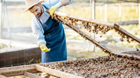 héliciculteur / hélicicultrice