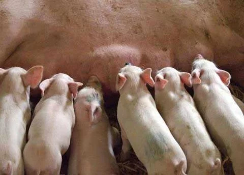 BTSA PA - Productions animales