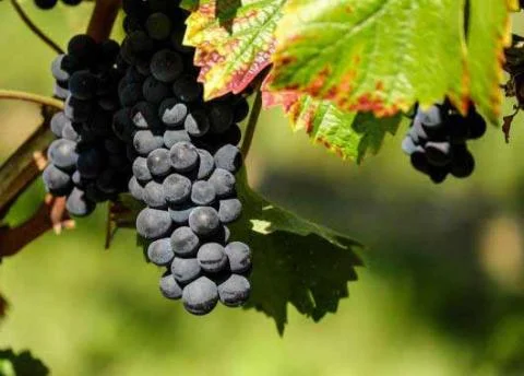 BTSA Viticulture-oenologie