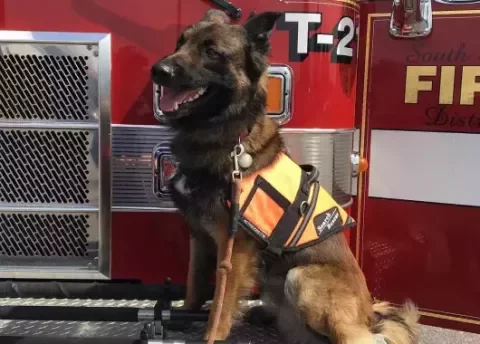 maitre-chien-pompier.webp