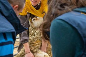 Des jeunes de lycées agricoles s'affrontent pour le titre de meilleur berger de France